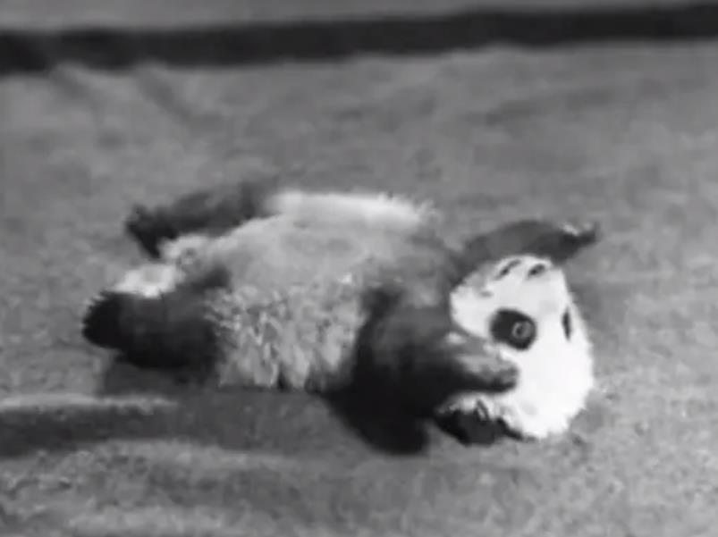 我国被偷的大熊猫,外国人偷大熊猫有多疯狂