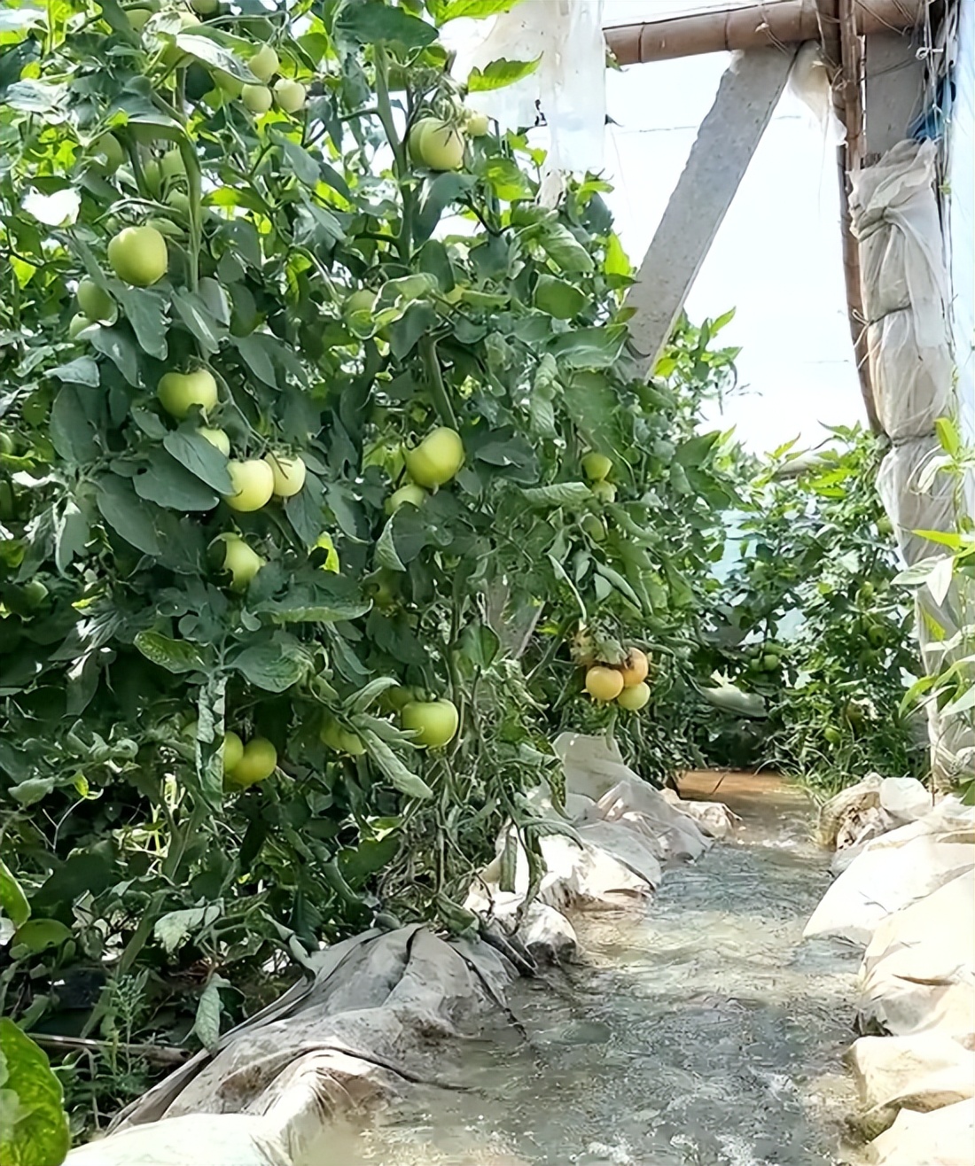 西红柿果实不膨大怎么办,西红柿长得太高不挂果怎么办