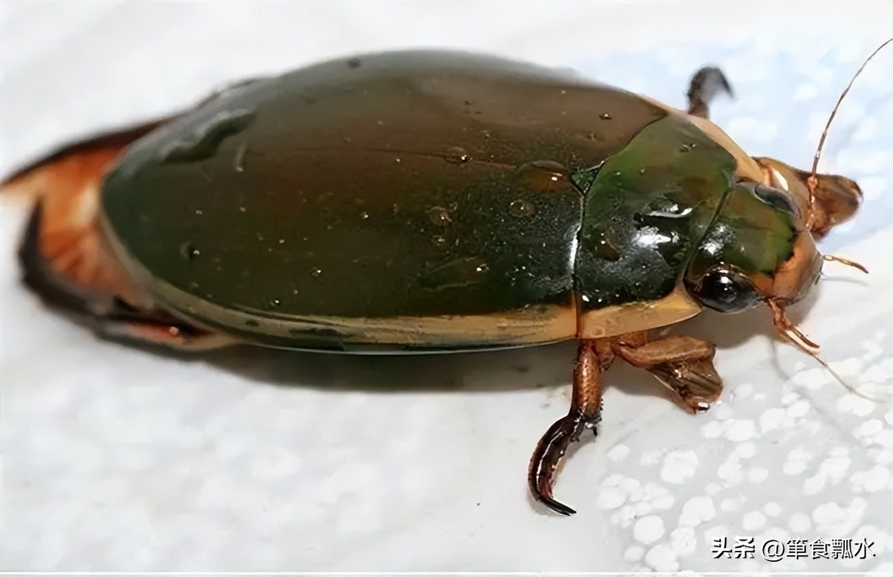 龙虱和水龟虫图片,龙虱幼虫水蜈蚣药用价值