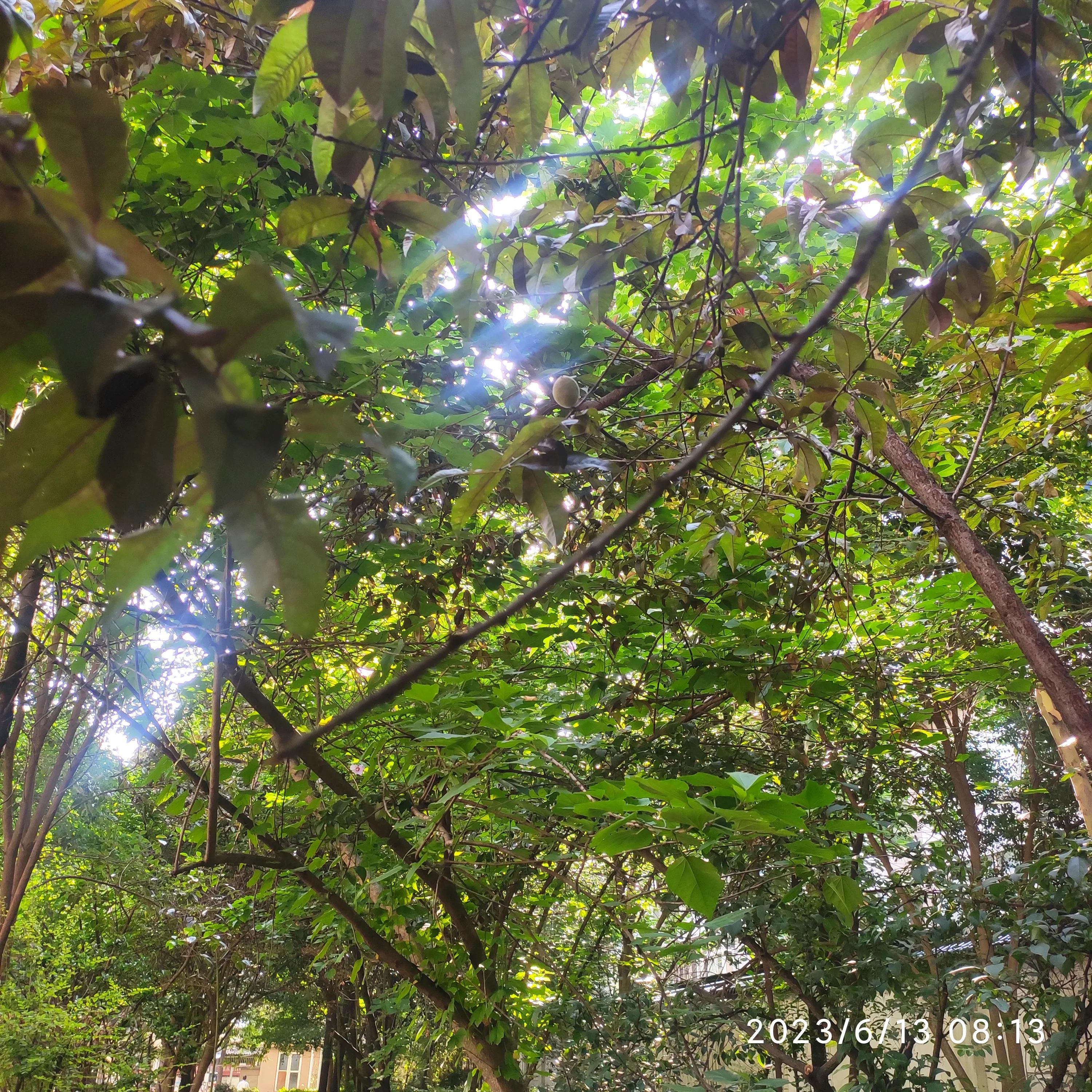 五律清明,五律雨后清晨诗