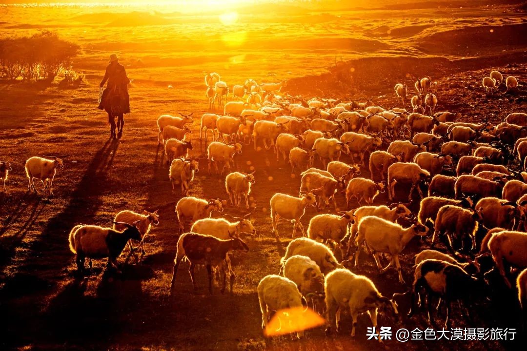 九色甘南之夏歌曲,九色甘南赏秋之旅