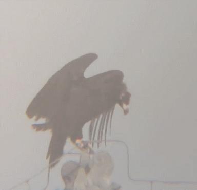 河北出现大鸟喜鹊追随,河北上空惊现大鸟原视频