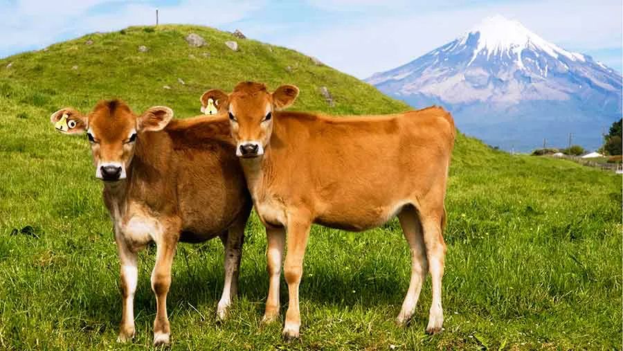 牛是人类最好的朋友,牛为什么是人类好朋友