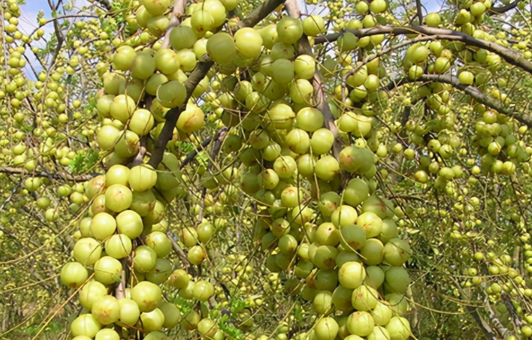 农村那些你吃过却叫不上名的野果,南方小时候路边的野果有哪些