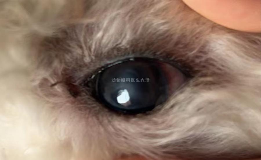 犬角膜溃疡哪款滴眼液比较好,犬角膜溃疡穿孔怎样治疗