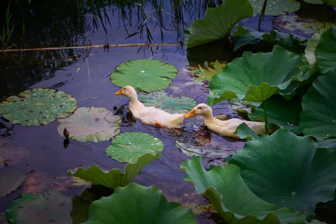 鸭戏荷叶间，中环绿廊等你来赏荷