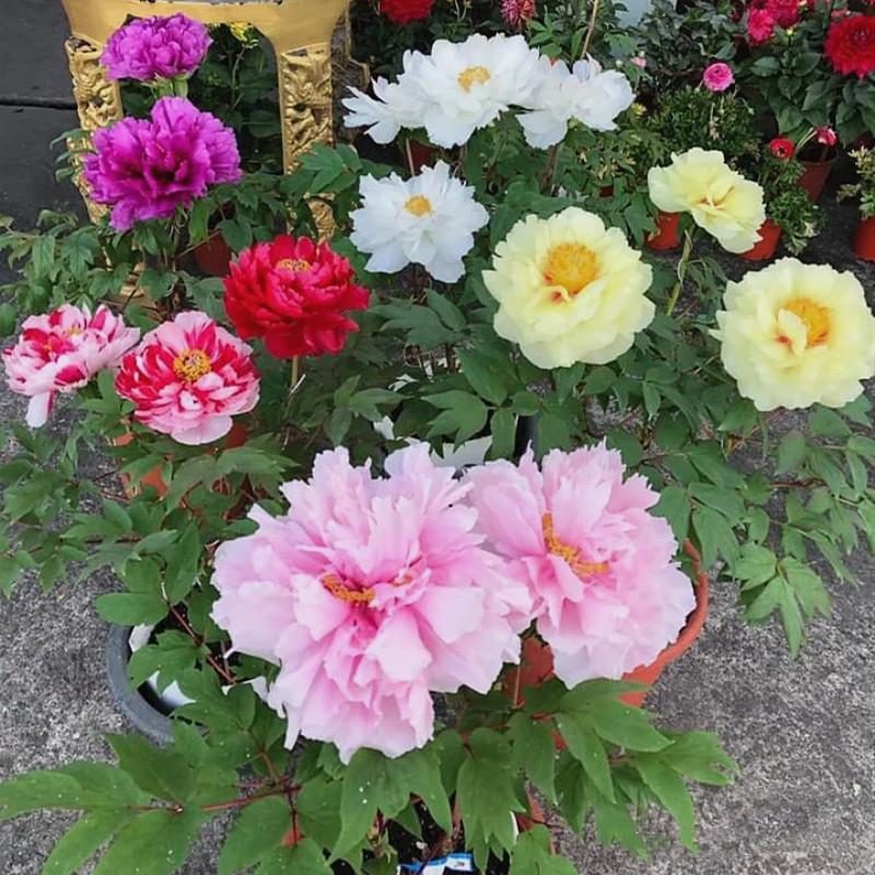 代表富贵吉祥的花草,有寓意的花草名