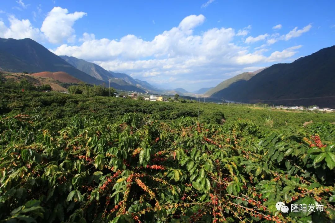 保山小粒咖啡未来的发展趋势,保山小粒咖啡的未来发展