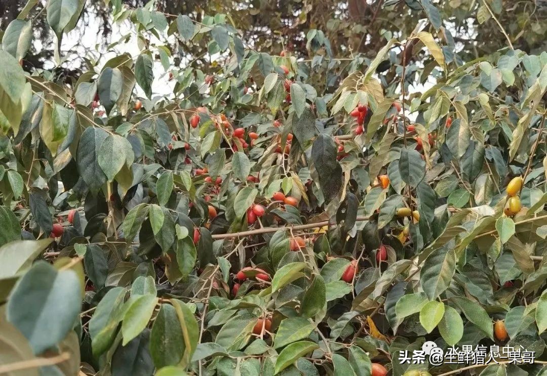 #奇异水果知多少#椰柿、黄晶果、冰淇淋果、巧克力布丁果等