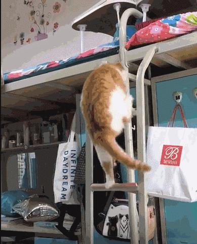 猫界最受欢迎的猫是什么猫,各种品种的猫哪种猫最好