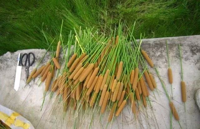 【丝路诗刊】芳闻诗歌《水烛》