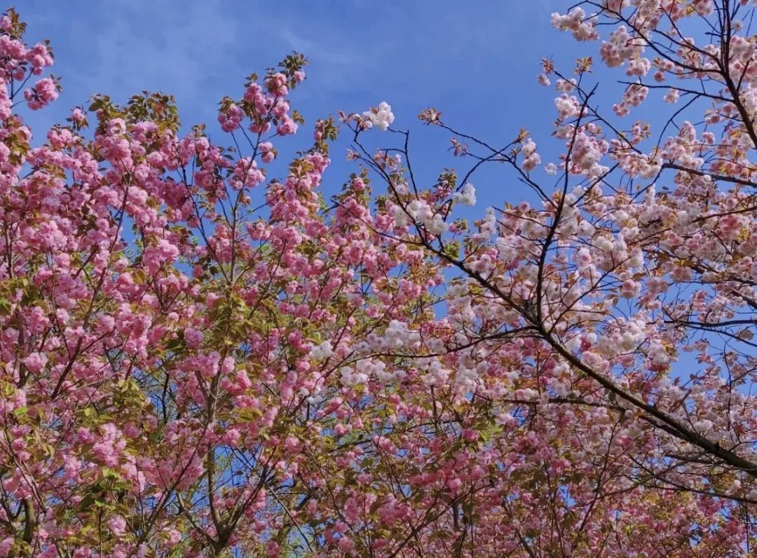清明哪里适合踏青旅游,清明踏青好去处赏景玩乐两不误
