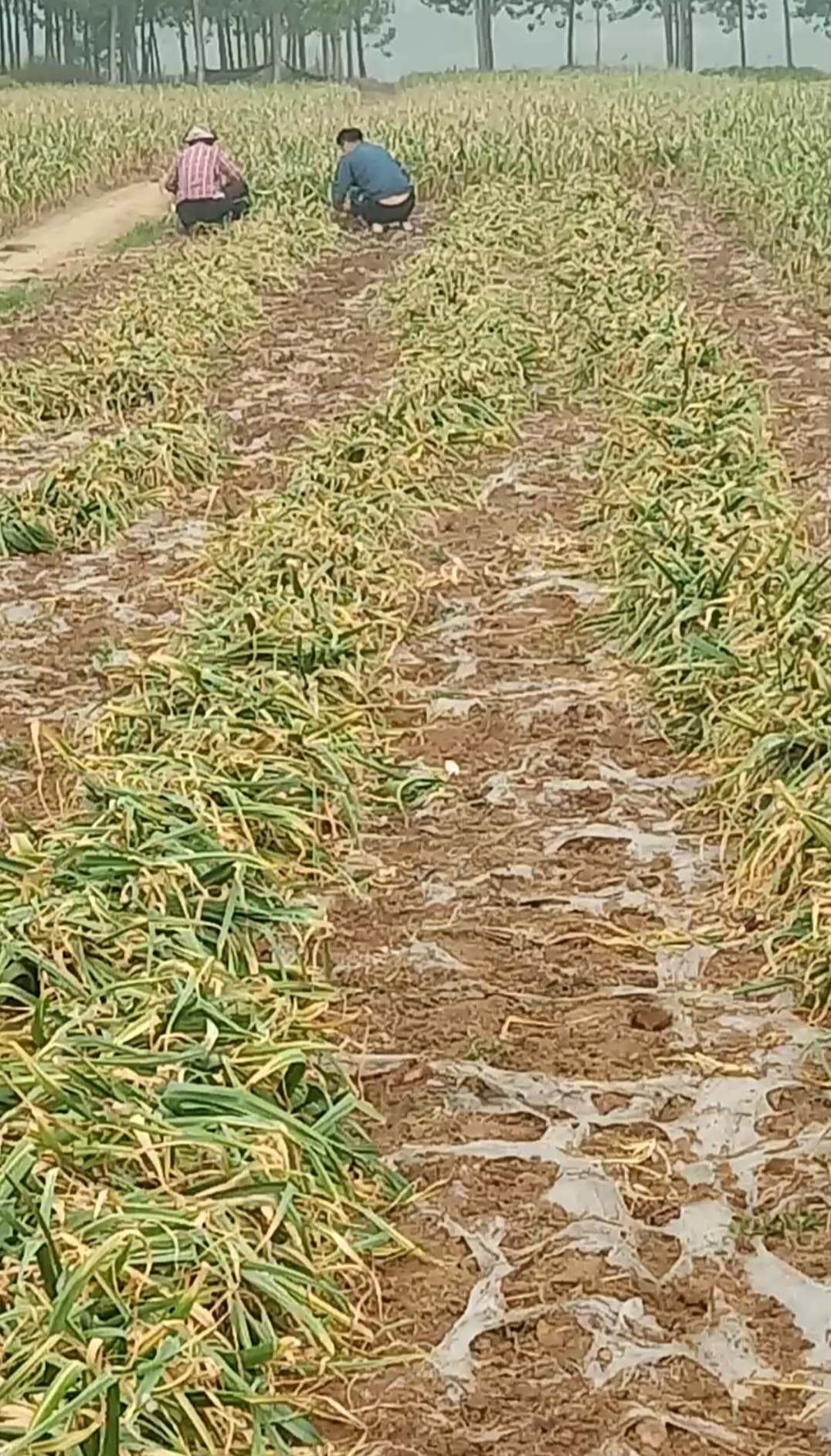 老蒜农说起蒜后等个两三天修剪,还可增产5%左右,有道理吗?