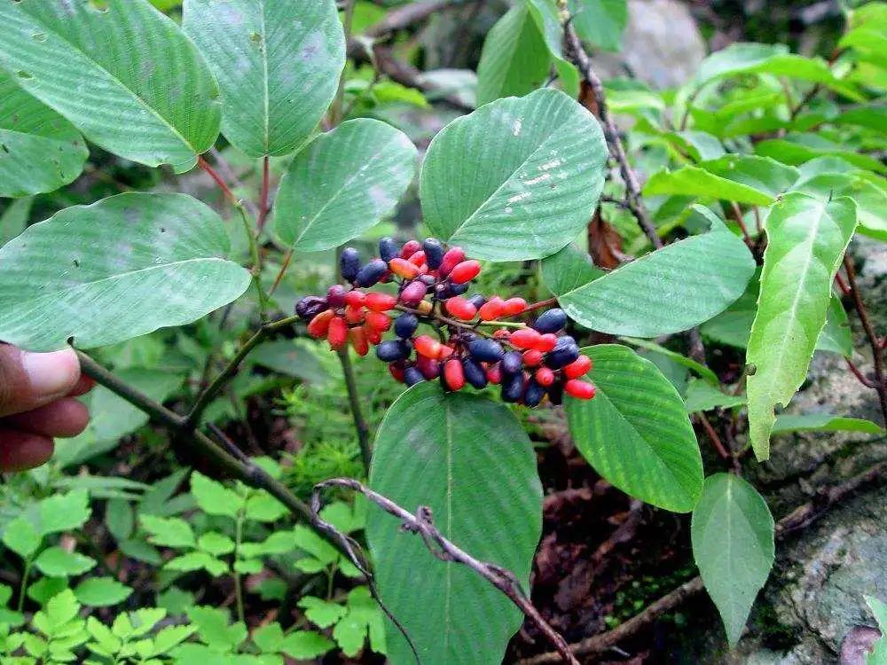 农村常见野生植物你都认识吗,农村常见植物野果