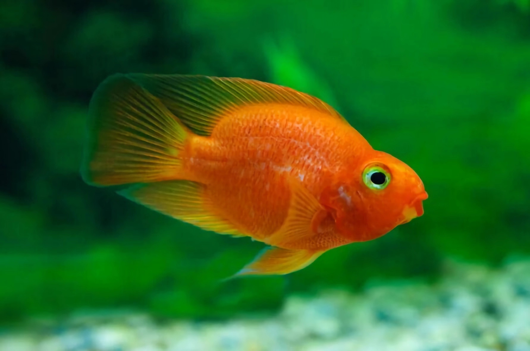 世界最好养10种宠物鱼,世界上10种最猛的鱼可以饲养