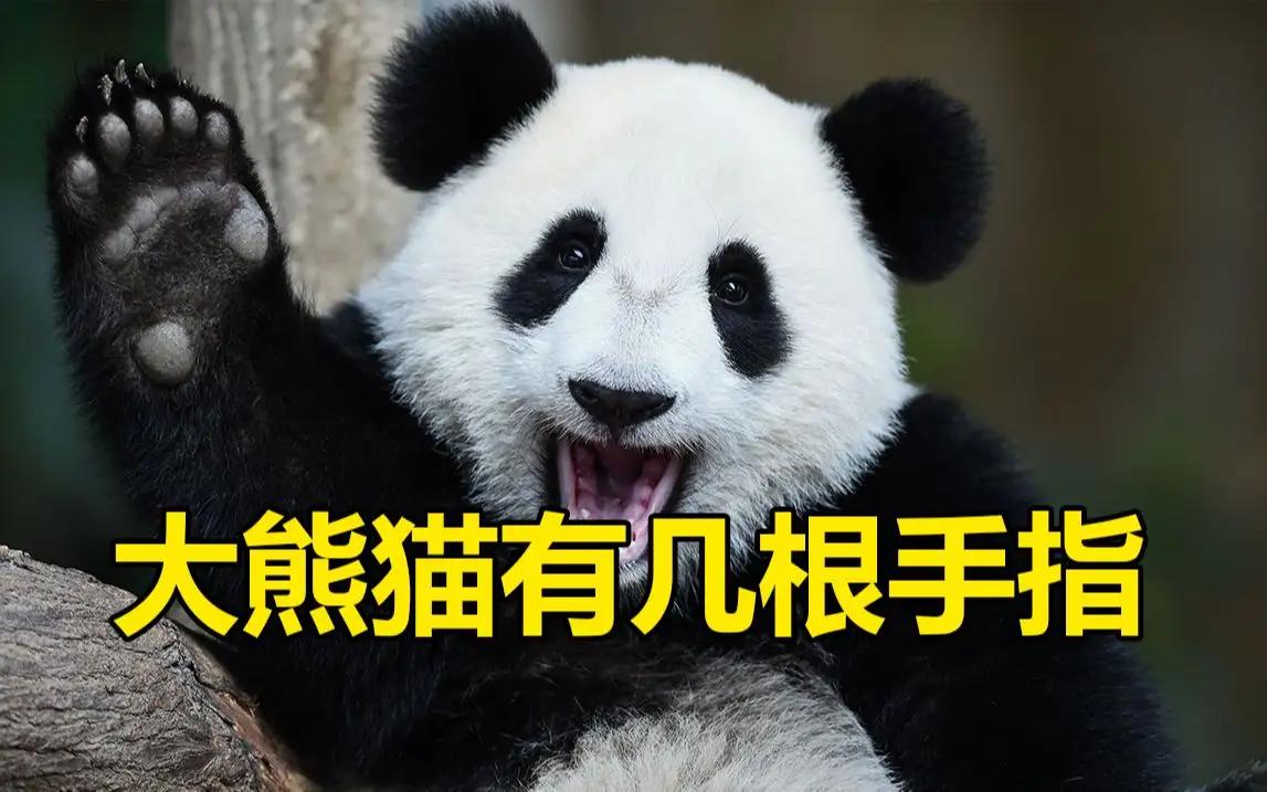 大熊猫啃竹子视频,熊猫吃的什么竹子