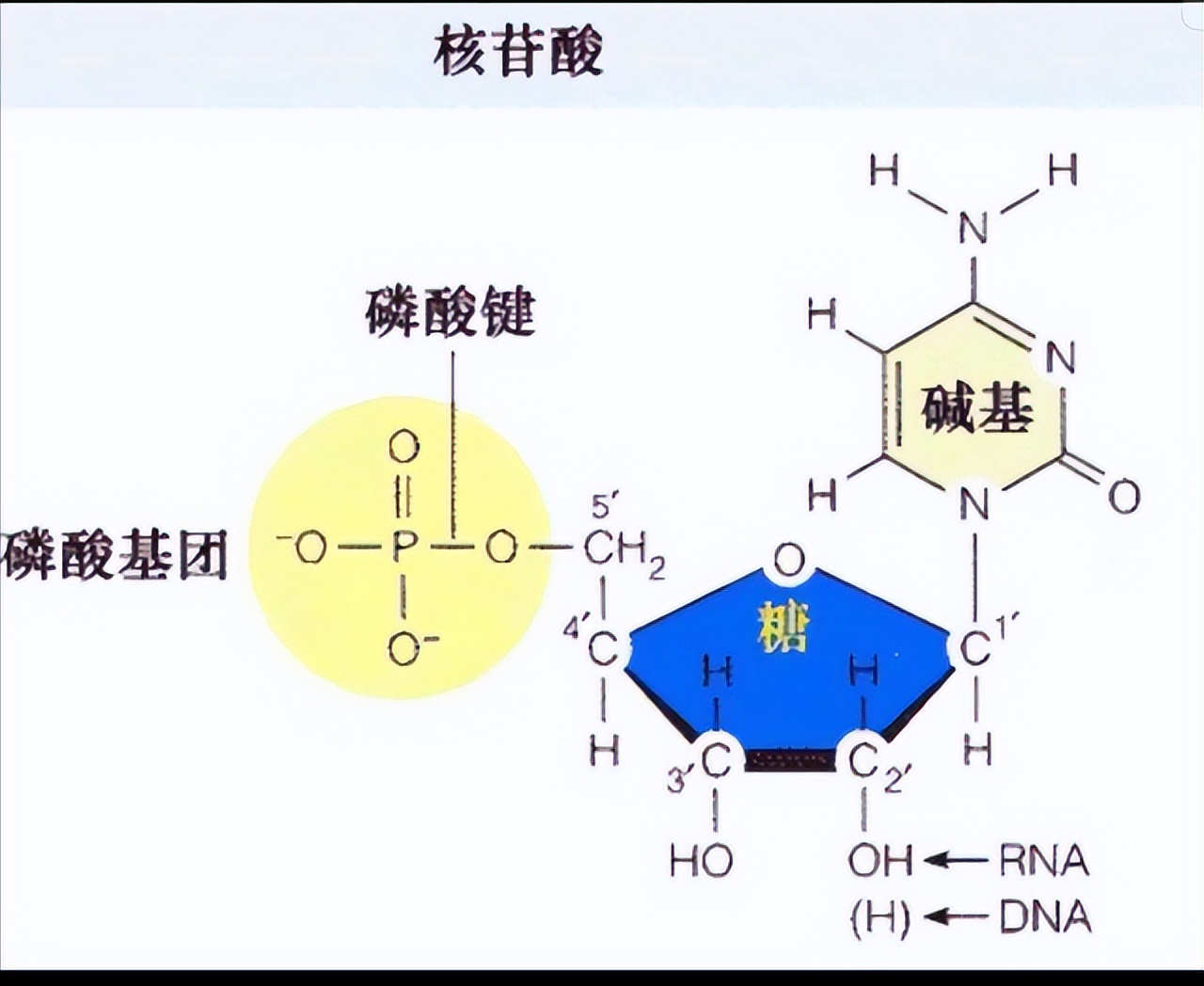 宝鸡发现一例稀有血型,陕西宝鸡18岁女孩罕见的血型