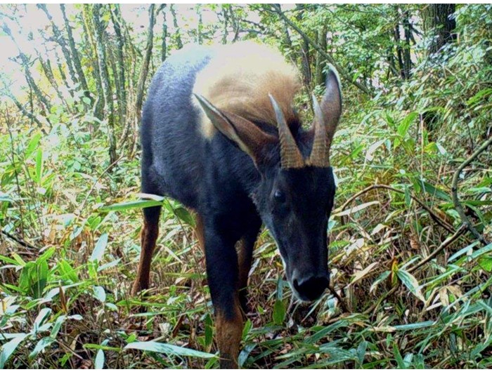 榛勫矖灞卞彂鐜板洓涓嶅儚,鑰佸啘灞变笂鍙戠幇鐨勫洓涓嶅儚
