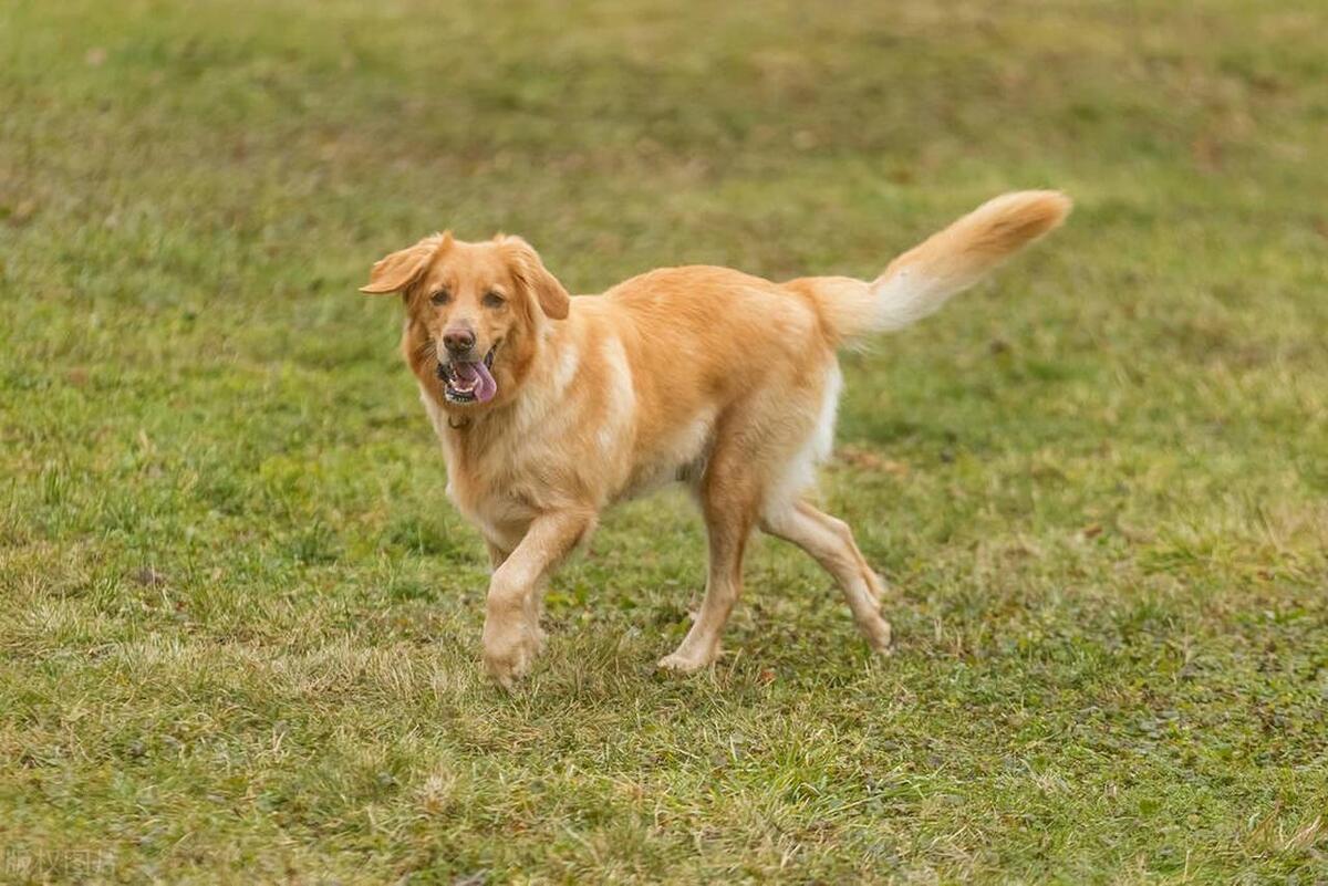 世界上最可怕的四大猛犬,世界上杀伤力最强的十大猛犬