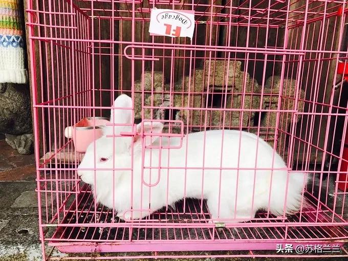 养殖500只兔子一年能赚多少,养殖3000只兔子