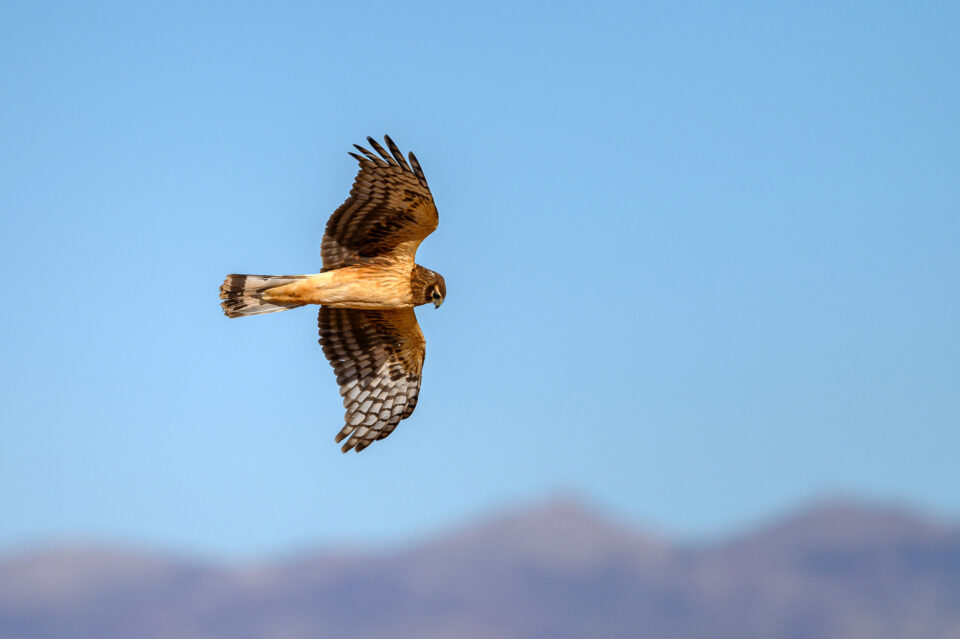 尼康z系列图片大全,尼康z镜头2023