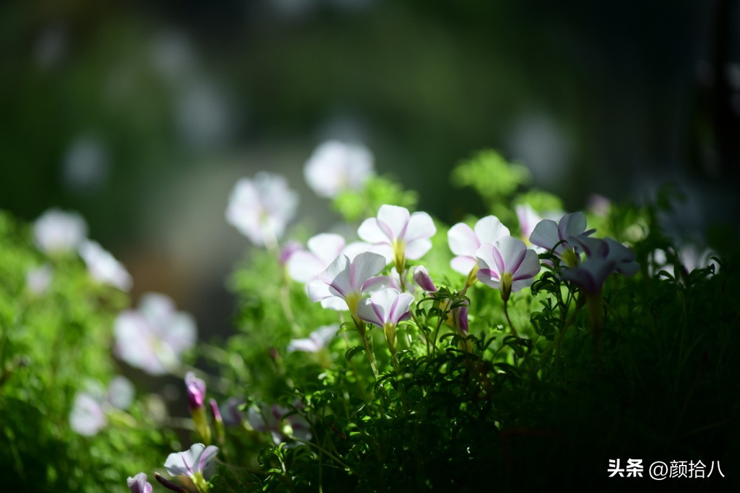 天冷怎么注意植物冻死,植物怕冷怎么过冬
