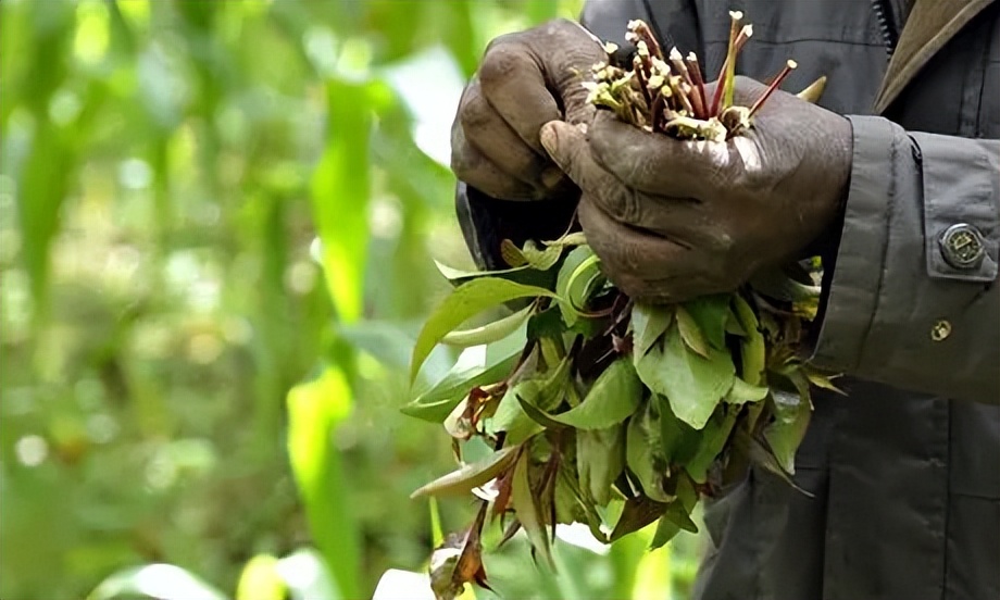 槟榔成瘾的国家,沉迷槟榔应该怎么戒呢