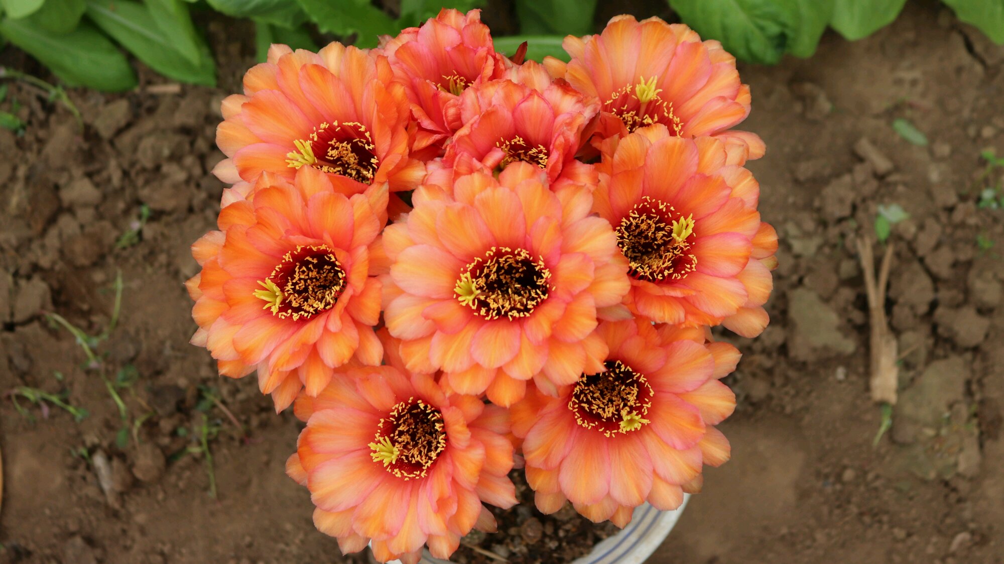 毛花柱仙人球品种大全,顶级精品仙人球花