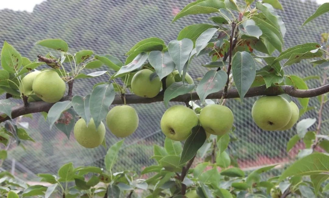 五一期间金堂附近水果采摘,欢迎光临金堂县万亩果园观光采摘