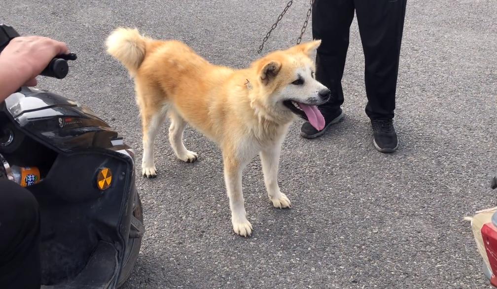 狗市捡漏博美犬260元,狗市捡漏300买高加索犬