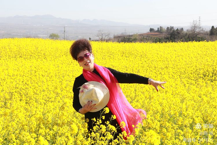 渑池孟村：油菜花儿香，蜜蜂采蜜忙