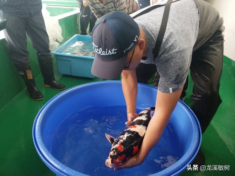 锦鲤分多少种什么样的锦鲤最好养,锦鲤要怎么选才能选到好的锦鲤