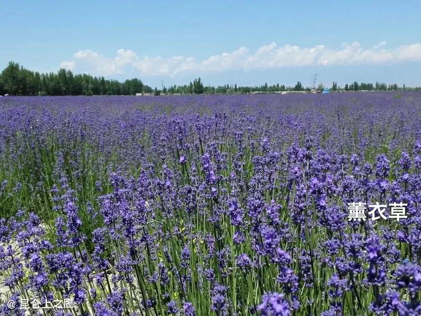 伊犁的薰衣草,伊犁的薰衣草是什么景点