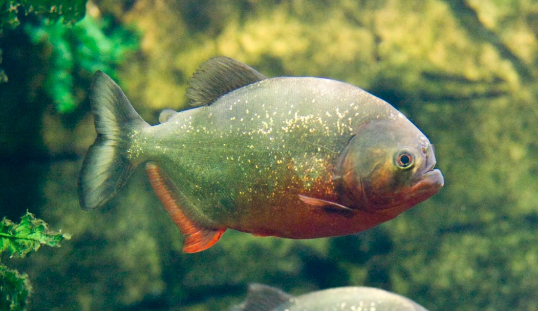 亚马逊河是世界最可怕的河吗,亚马逊河真的比长江长吗