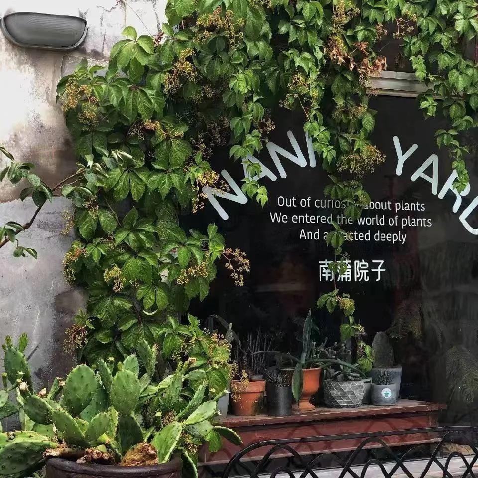 绿植大全10000种,绿植图片大全