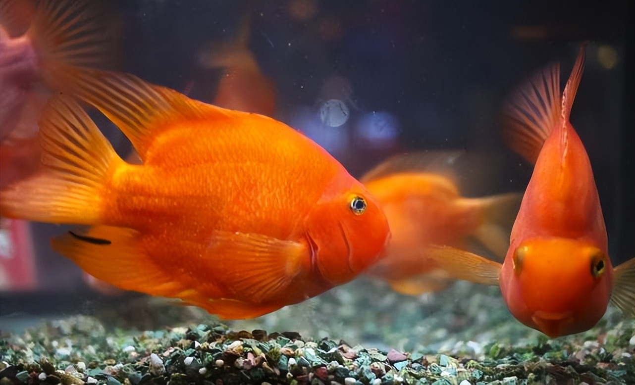 新手养鹦鹉鱼需要注意什么,养鹦鹉鱼应该注意什么问题和细节