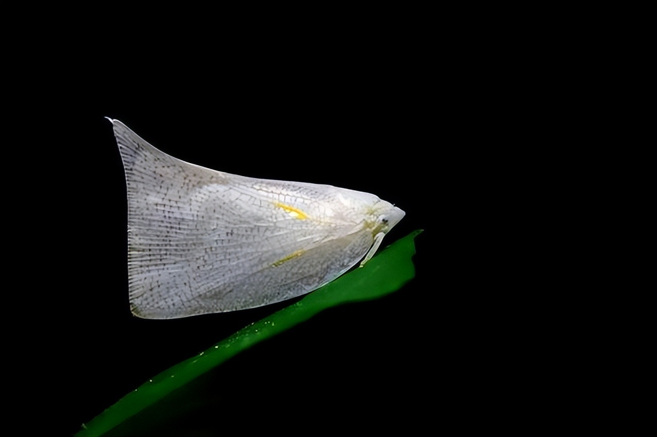 真正的丛林美食有哪些,硬核知识大全100个