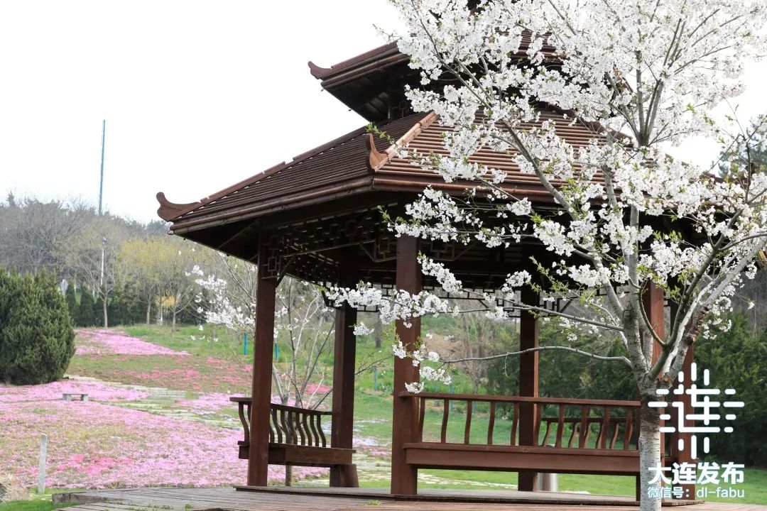 漫步大连,又是被“圈粉”的一天