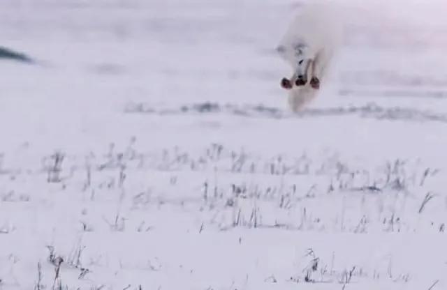 北极狐在恶劣的环境中顽强生存,北极狐幼年到成年是怎么生活的