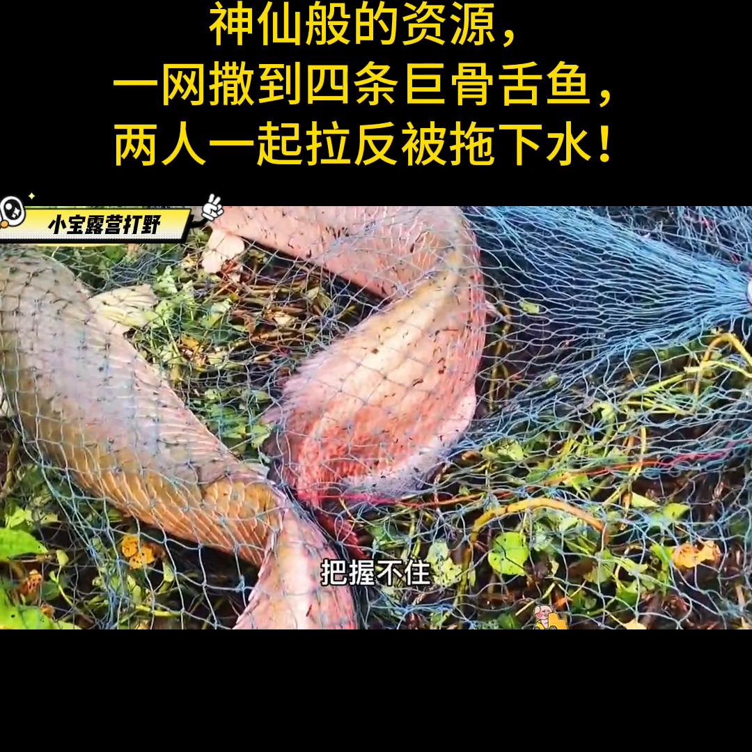 神仙般的资源，一网撒到四条巨骨舌鱼，两人一起拉反被拖下...