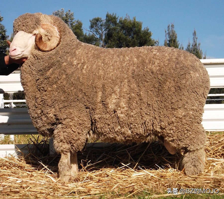 你买的奢侈品为什么那么贵,最奢侈的面料