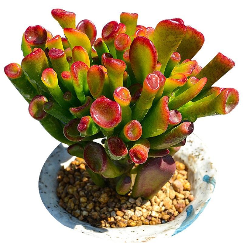 客厅有树十有九富家里养一盆,客厅养树十有九富