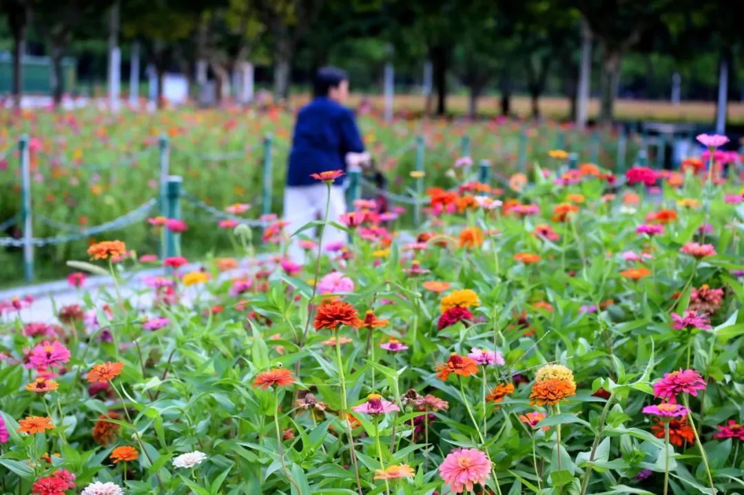 绚烂花海,绚烂花海现在还有吗