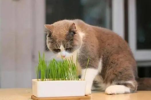 三天没铲屎猫咪会生病吗,小猫咪便秘了拉稀屎怎么办