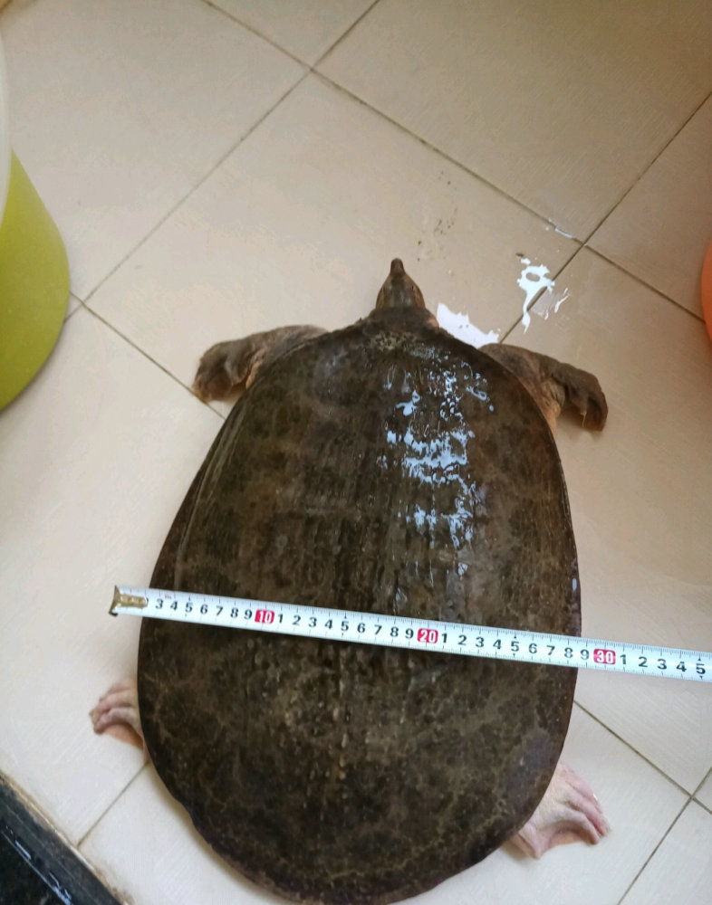 珍珠鳖在中国有天敌吗,珍珠鳖在美国泛滥了吗