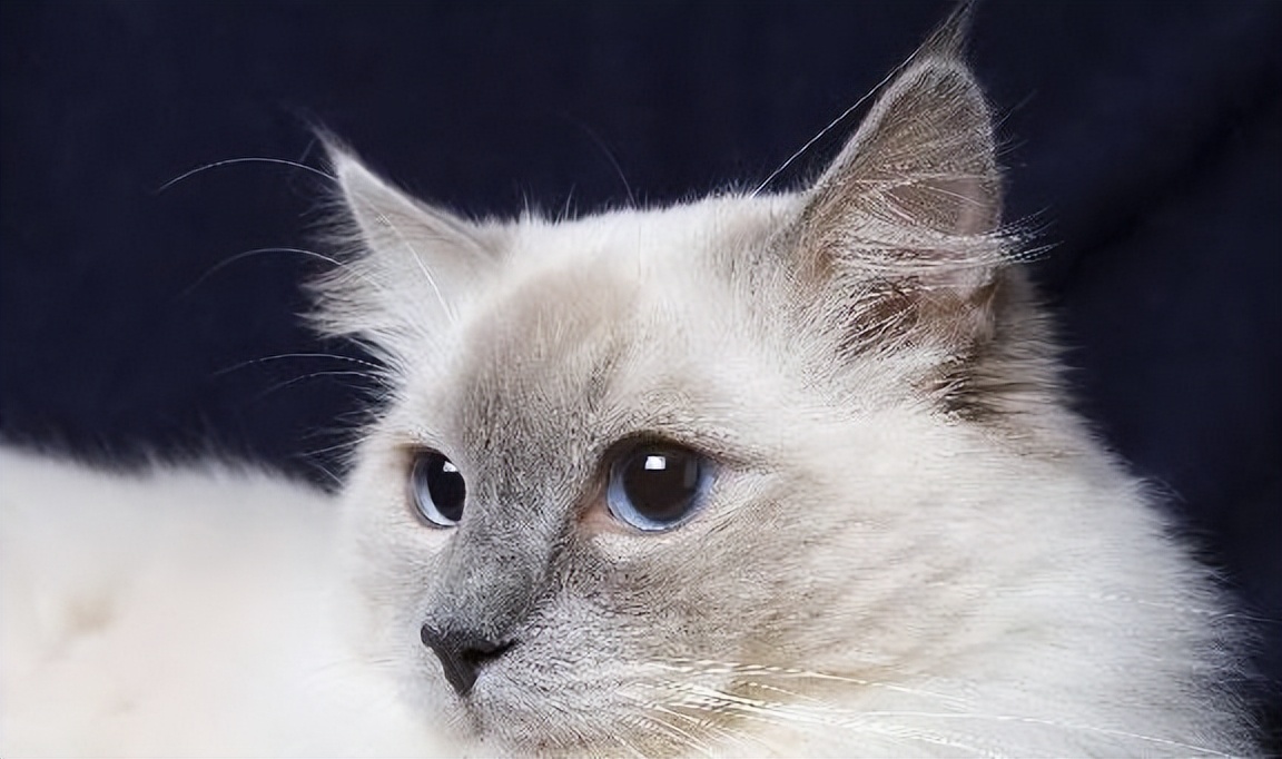 布偶猫的五大优点,布偶猫两个优点和三个缺点