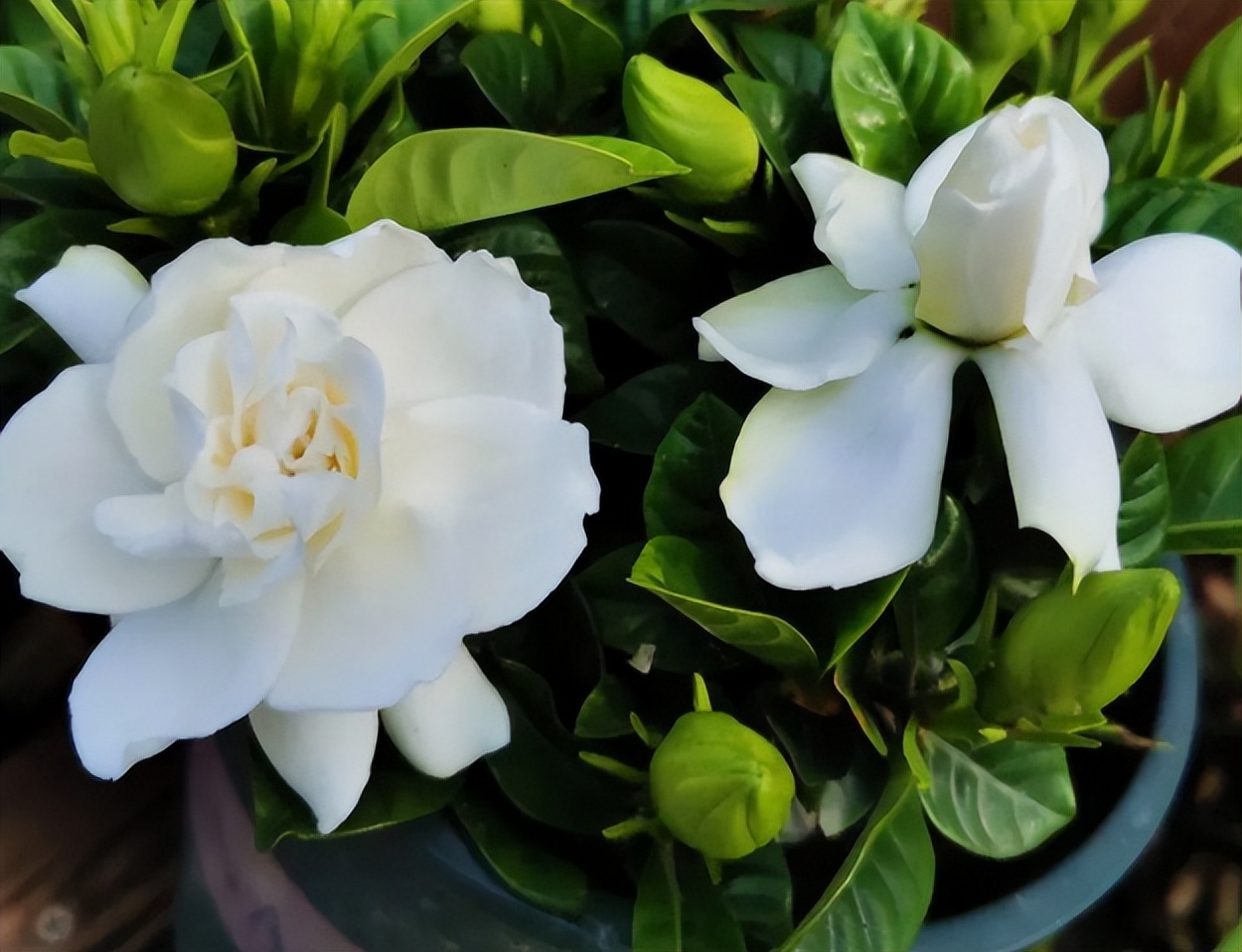 爱干净的人应该养什么动物,家中千万别养这8种毒花