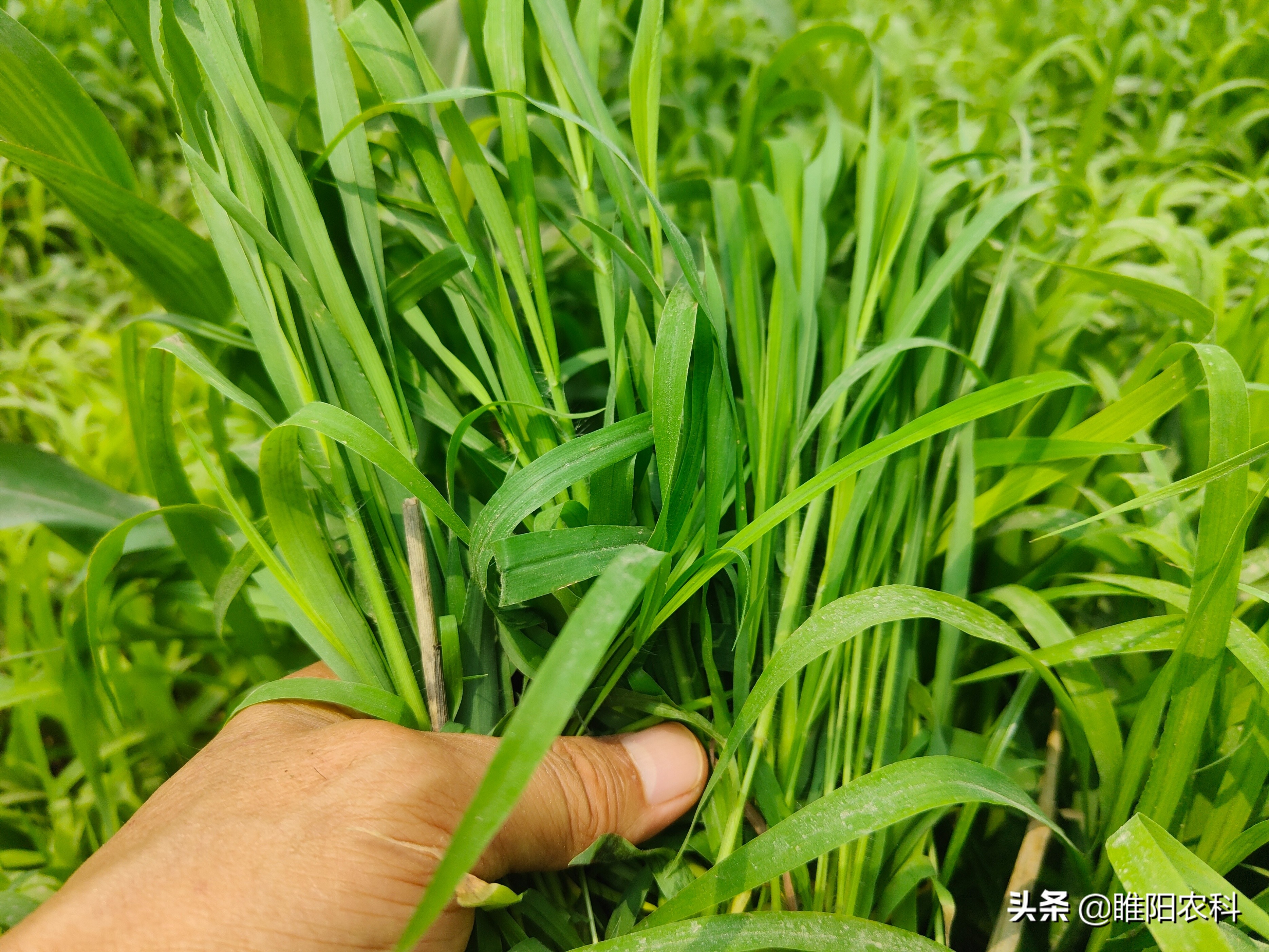 玉米地除草用什么除草剂呢,玉米除草用什么除草剂最好