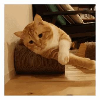 平价又好养的几种猫,平价好看猫