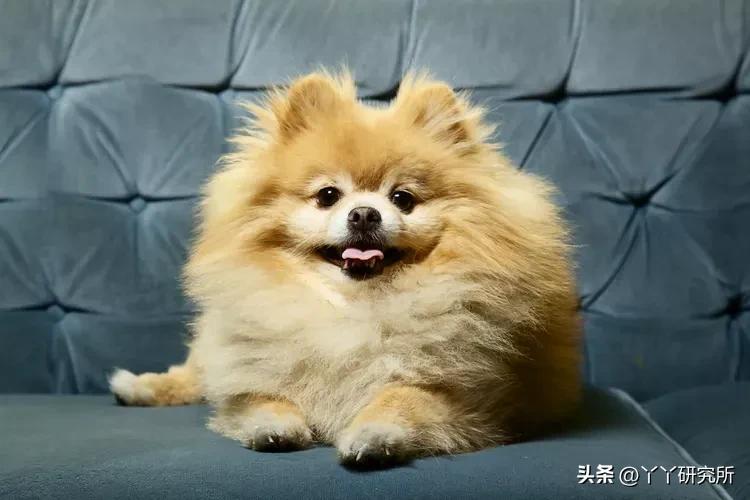 老年人最佳犬种,适合农村老人养的犬种